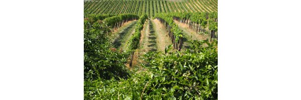 Premières Côtes de Bordeaux